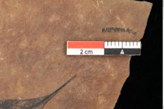 Foto (Detailsansicht) von Quercus palaeoilex Ettingshausen (NHMW-GEO-2024-0188-0896)